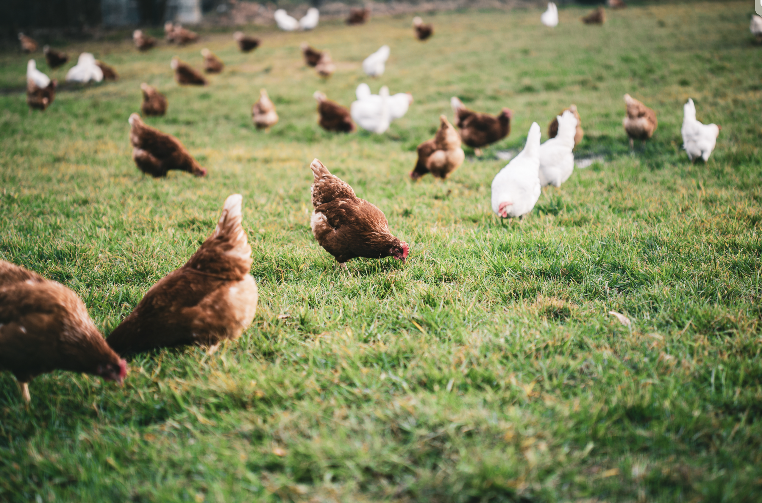 Why Raw Pet Food in the UK Is Low Risk for Transmission of H5N1 to Dogs