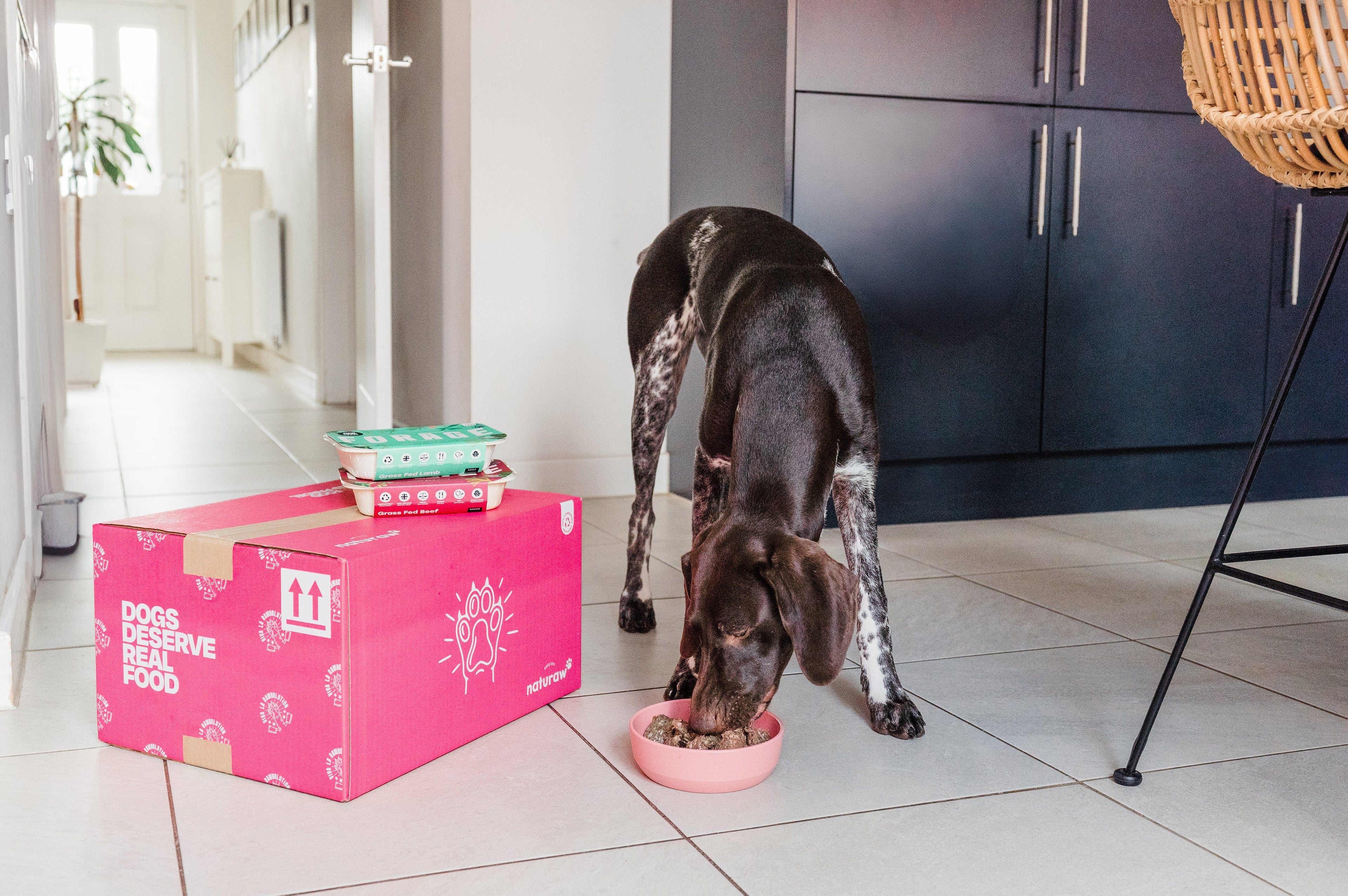 How to Help a Fussy Dog Enjoy Their Food Again