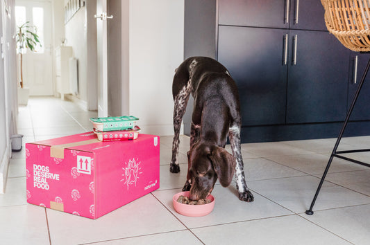 How to Help a Fussy Dog Enjoy Their Food Again