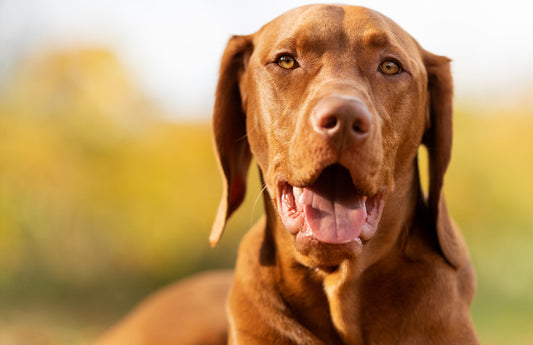 How to keep your dog’s coat looking pawsitively beautiful! 