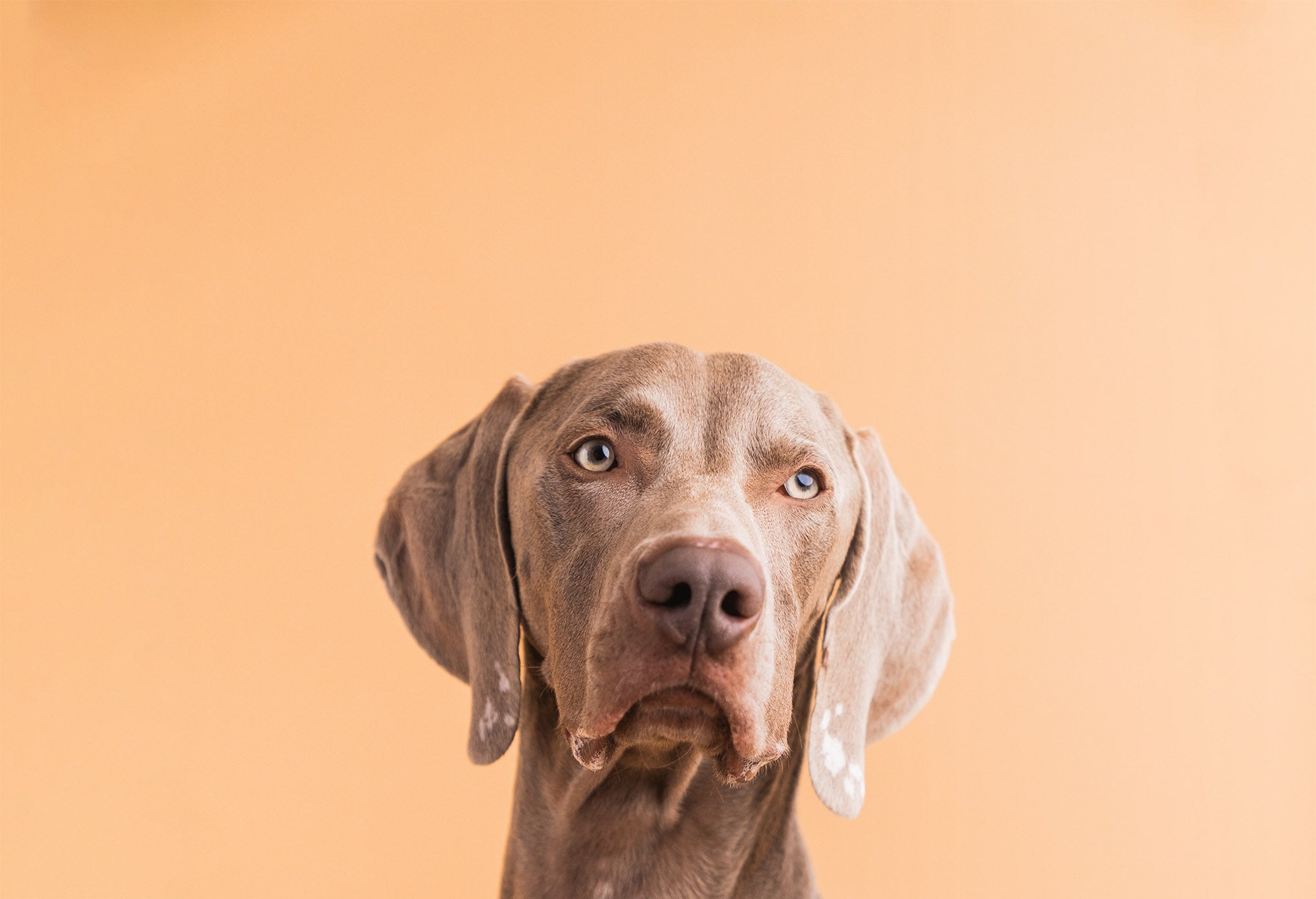 Fresh Dog Food vs Raw Dog Food: What's the Difference?