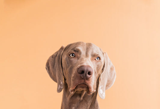 Fresh Dog Food vs Raw Dog Food: What's the Difference?