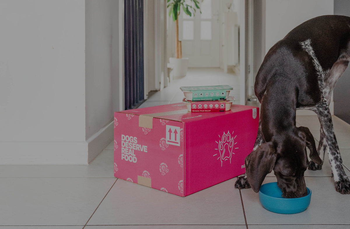 Raw Adult Dog Food