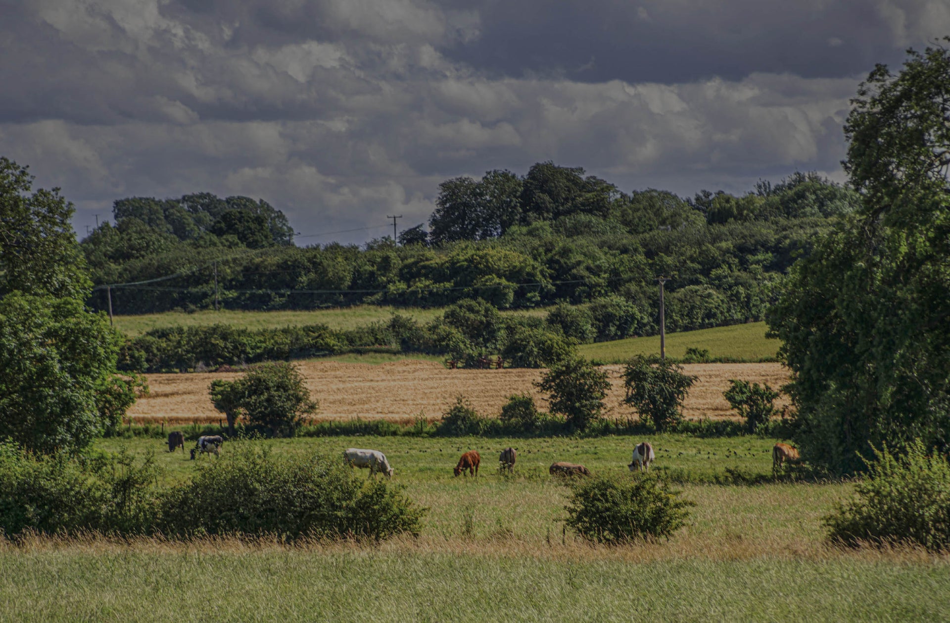 Poultry Free Raw Dog Food