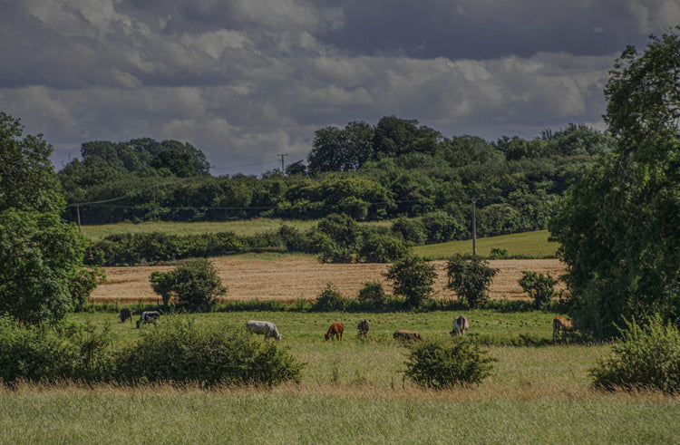 Poultry Free Raw Dog Food