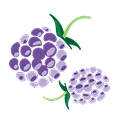 Blackberries