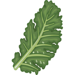 Organic Kale