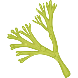 Organic Seaweed