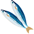 Atlantic Mackerel