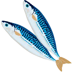 Atlantic Mackerel