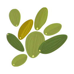 Pumpkin Seeds