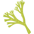 Organic Seaweed