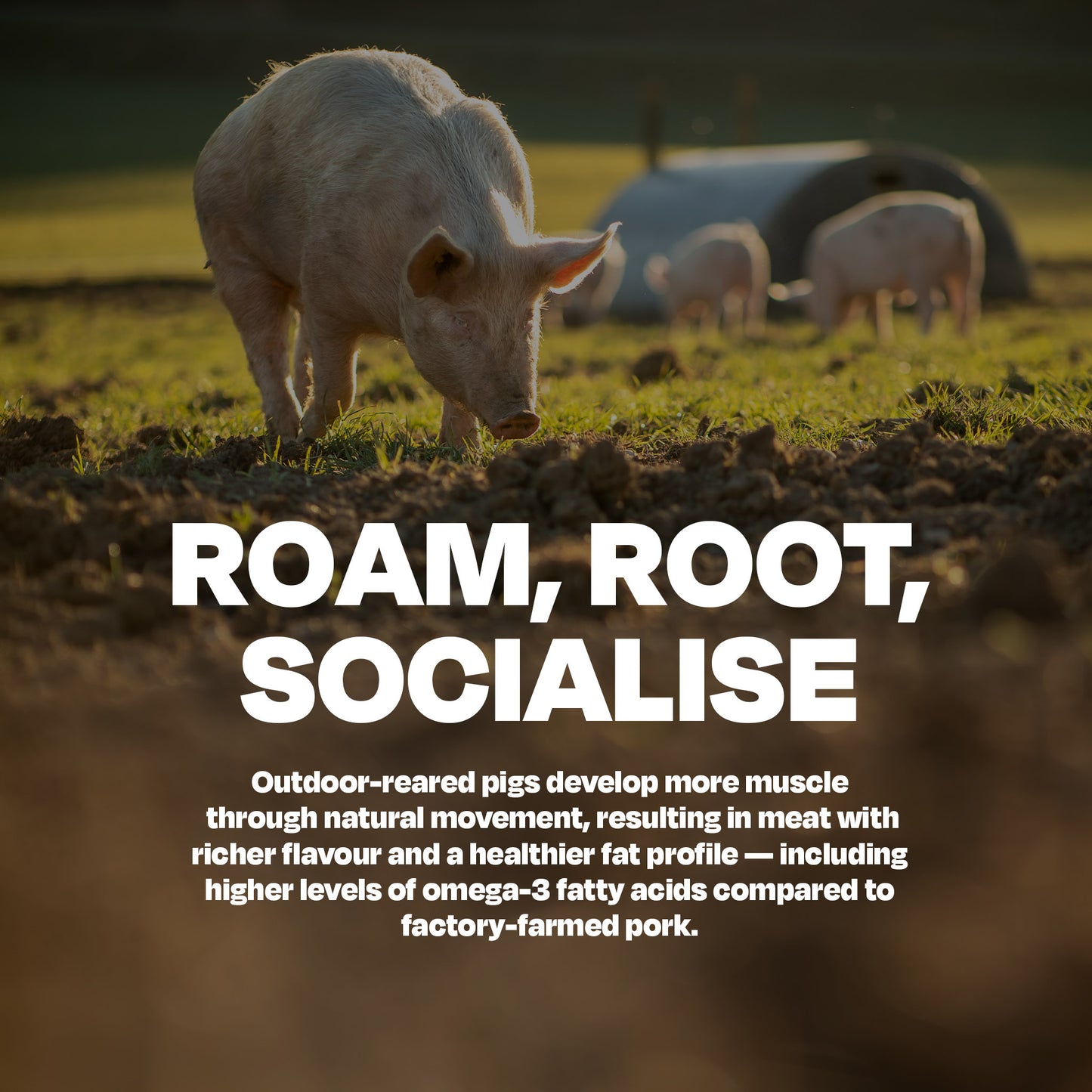 Forage: Free Range Pork