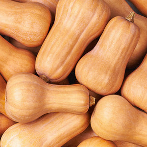 Butternut Squash
