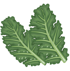 Organic Kale