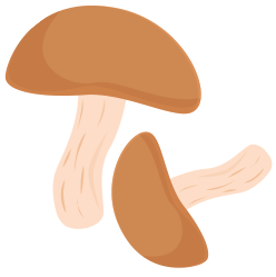 Lion's Mane Mushroom