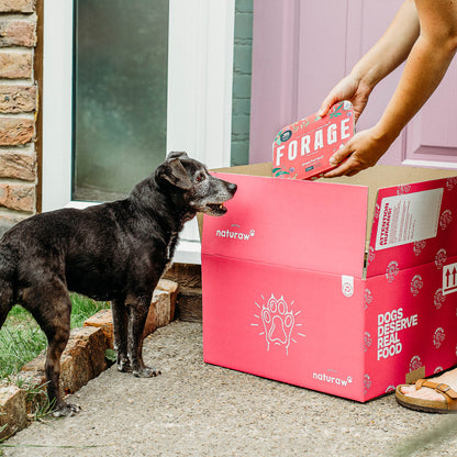 Forage Senior: Grass Fed Beef