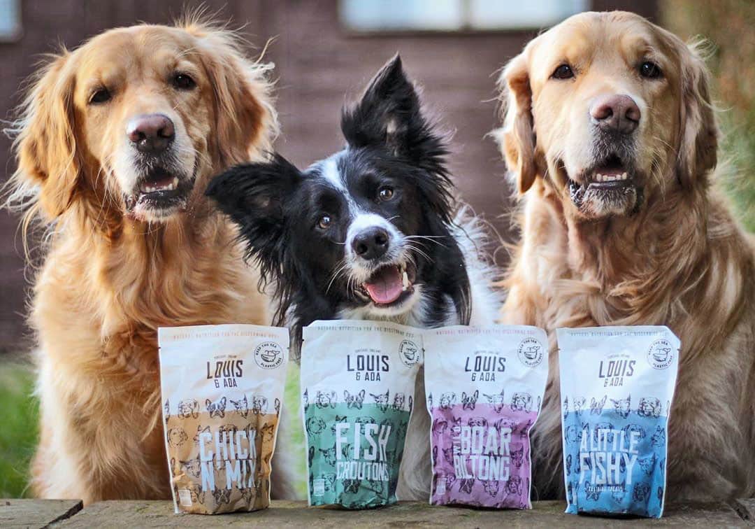 amysdogs
